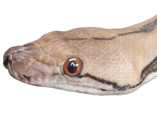 Kaz_Creations Snake - darmowe png