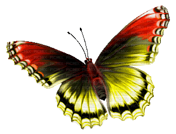 Y.A.M._Summer butterfly - GIF เคลื่อนไหวฟรี