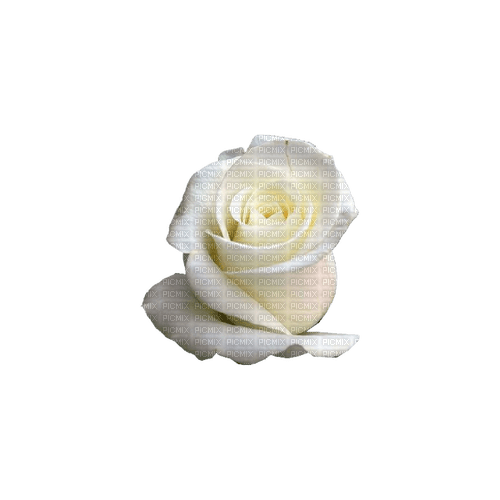 kikkapink deco scrap white rose - безплатен png
