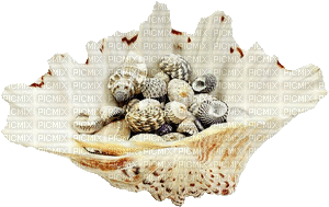 shellfish deco - Free animated GIF