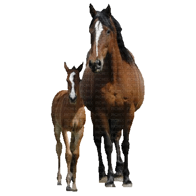 Koně - Darmowy animowany GIF