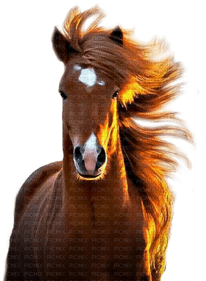 cheval - zdarma png