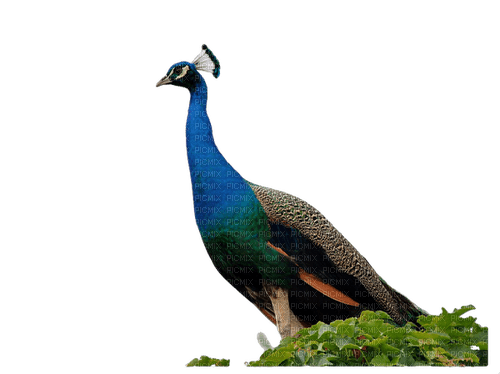 Peacock - zdarma png