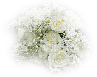 flower-white-minou52 - zdarma png