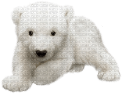 polar bear - kostenlos png