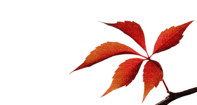 syksy, autumn, lehti, leaves - PNG gratuit