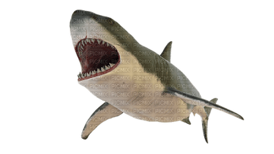 shark, hai - ücretsiz png