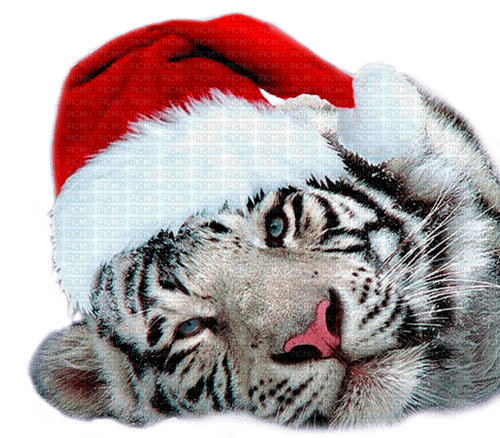 christmas tiger  by nataliplus - kostenlos png