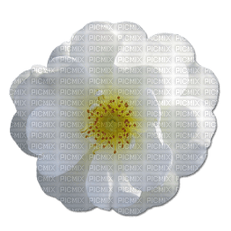 white-flower - zdarma png