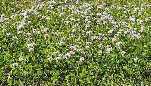 полевые цветы - png grátis
