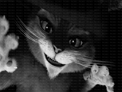 Shrek Katze cat - Gratis animerad GIF