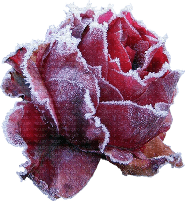 winter hiver rose snow neige flower fleur - PNG gratuit
