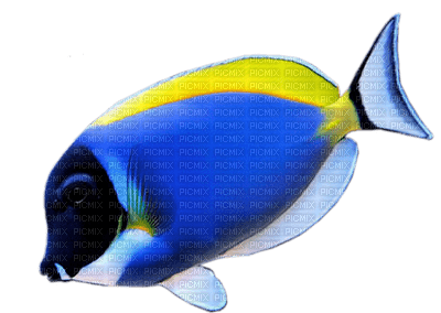 poisson - 免费PNG