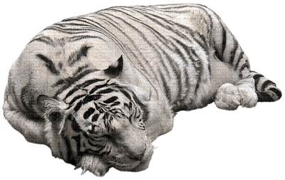 patricia87 tigre - besplatni png