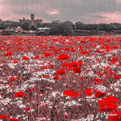 dolceluna poppy poppies field animated background - GIF animado grátis