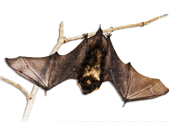 soave deco bat gothic halloween brown - безплатен png