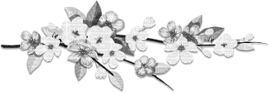 soave deco flowers spring branch black white - 免费PNG