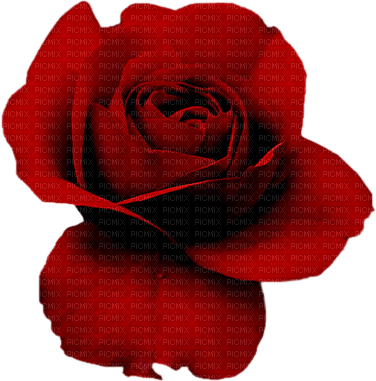 Roses dm19 - kostenlos png