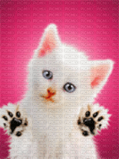 Kitten   9999 - GIF animé gratuit