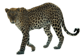 Kaz_Creations Leopard - 免费PNG