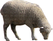 mouton - GIF animado grátis