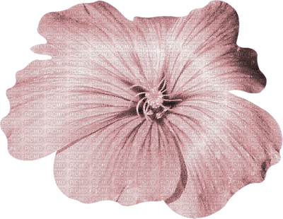 fleur violette.Cheyenne63 - darmowe png