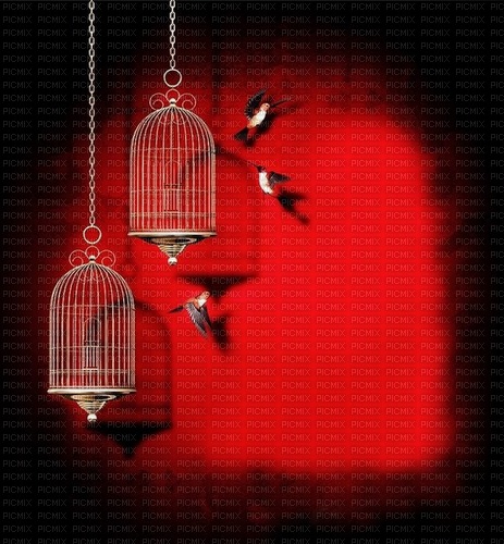fond blanc-noir-rouge , cage-oiseaux - Free PNG