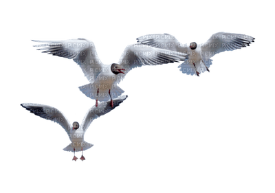 patymirabelle oiseau - ücretsiz png
