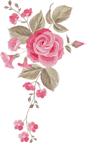 spring pink rose roses flower flowers