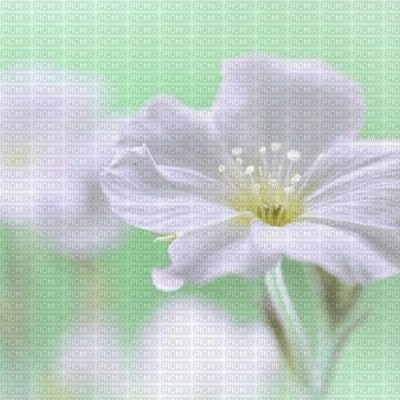 bg-soft flower-green - png grátis