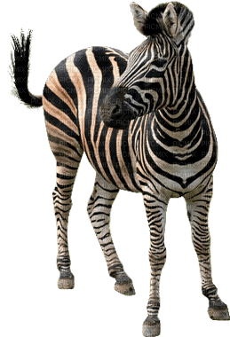zebra bp - ilmainen png