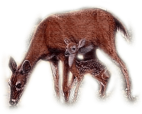 Deer - PNG gratuit