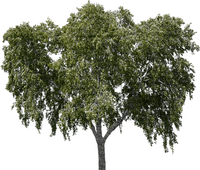 tree puu luonto nature - PNG gratuit