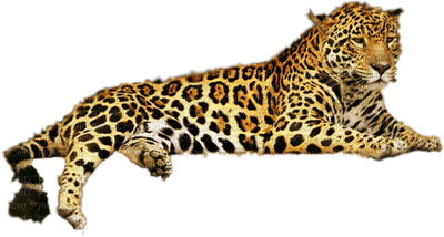 jaguar bp - zdarma png