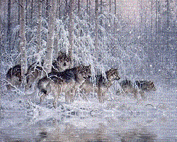 Loups ** - GIF animé gratuit