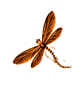 Insects, Insect, Dragonflies, Dragonfly, Orange - Jitter.Bug.Girl - Zdarma animovaný GIF