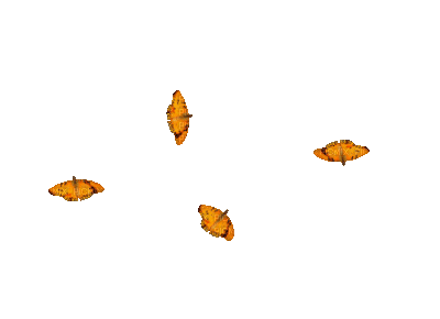 butterflies gif (created with gimp) - GIF animate gratis