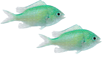 fish - Free PNG