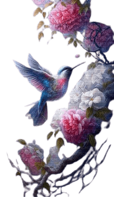 fleurs et colibri - безплатен png