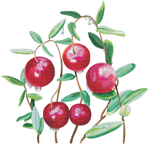 cranberry Bb2 - PNG gratuit