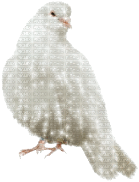 white dove glitter - Gratis animerad GIF