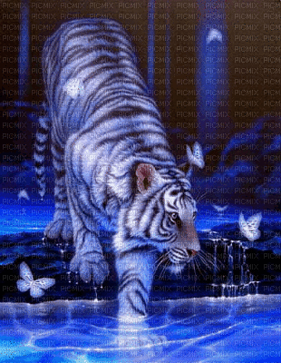 bleu tigre - Darmowy animowany GIF