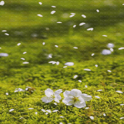petals Blütenblätter pétales petales leaves feuillage flower fleur blossom blumen spring printemps fleurs fond background image gif anime animated animation paysage garden grass