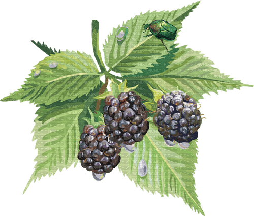 blackberries Bb2 - 無料png