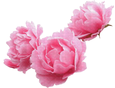 Lotus Rose - фрее пнг