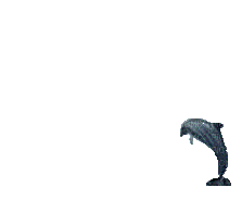 dolphin -Nitsa 8 - Бесплатный анимированный гифка