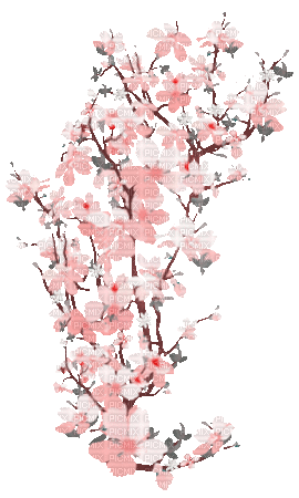 soave flowers deco animated branch spring - GIF animate gratis