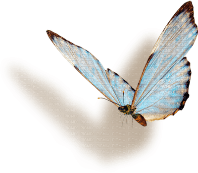 Kaz_Creations Butterflies Butterfly Deco - kostenlos png