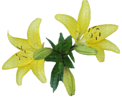 Fleurs jaune - darmowe png