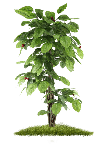 Branche - darmowe png